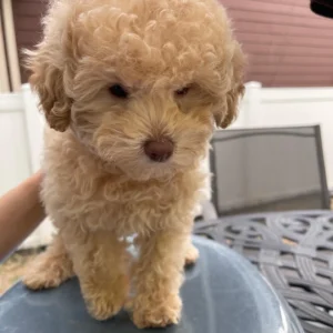 Poodles for sale