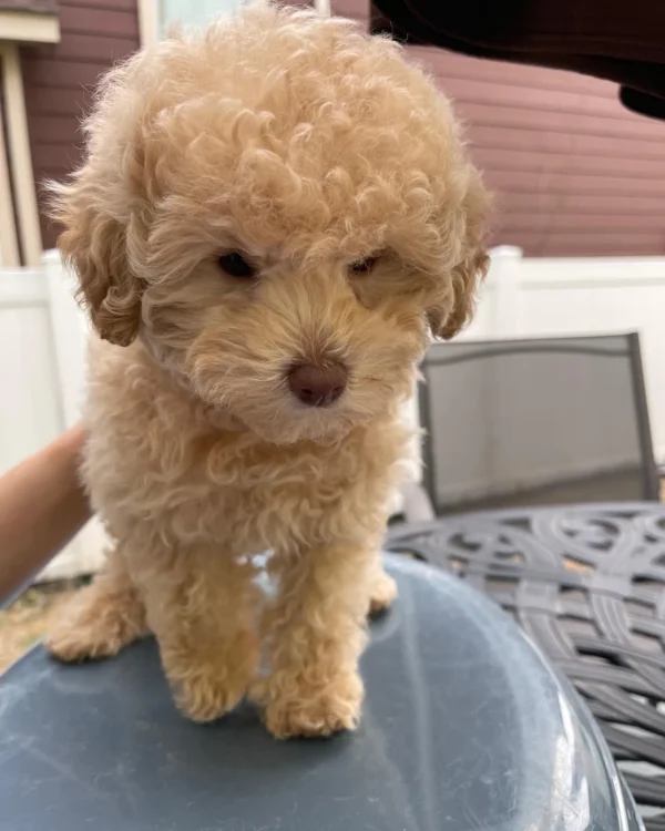 Poodles for sale