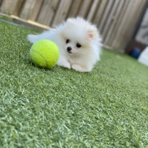 Pom puppies for sale