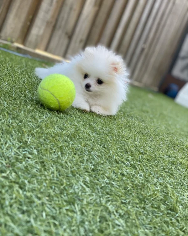 Pom puppies for sale