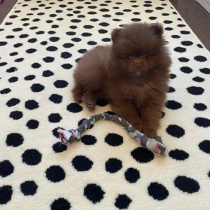 Pomeranian dogs for sale