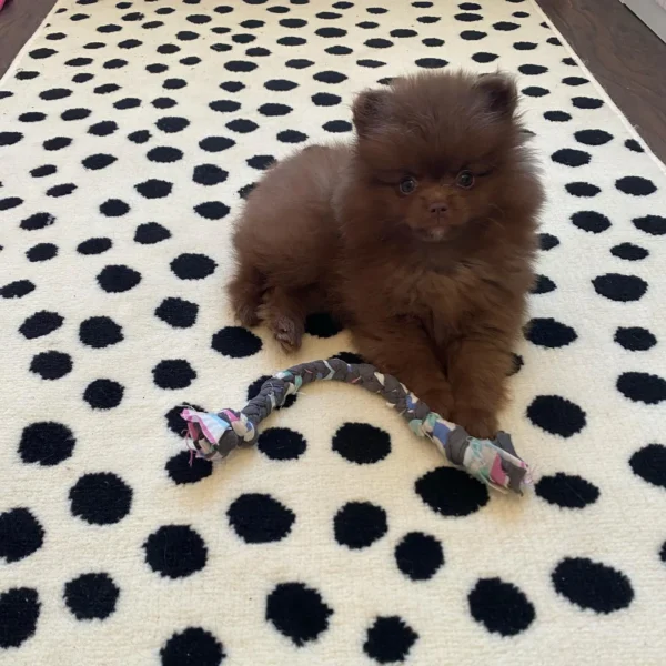Pomeranian dogs for sale