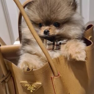 Pomeranian Puppies for sale near me