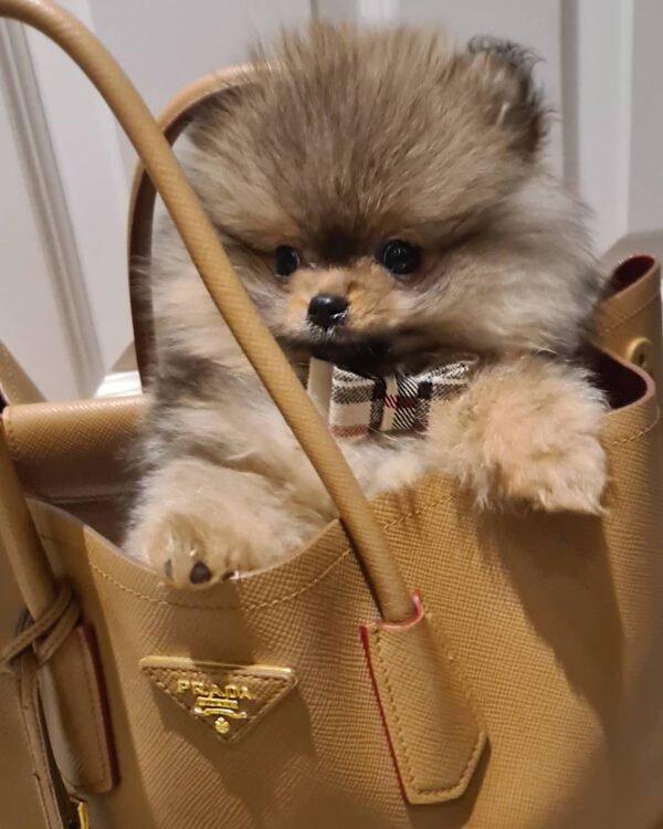 Pomeranian Puppies for sale near me