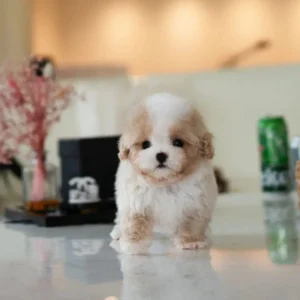 Poodle puppies for sale