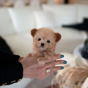 Male poodles for sale
