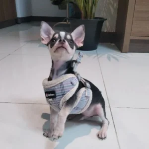 Buy Chihuahua puppies