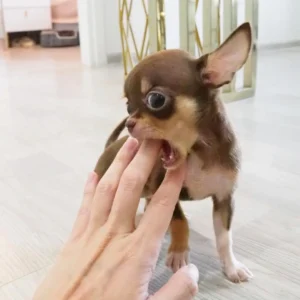 available puppies