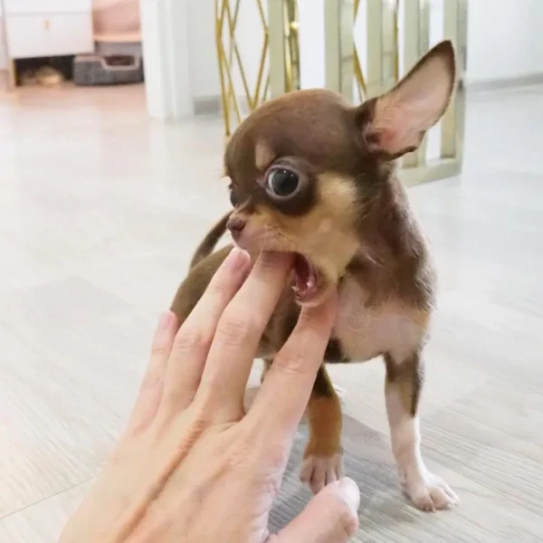 available puppies