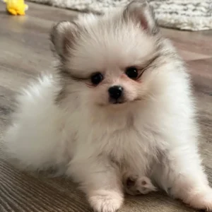 Pomeranian Puppy for sale near me