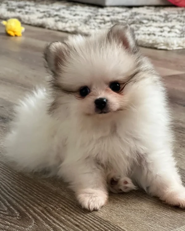 Pomeranian Puppy for sale near me