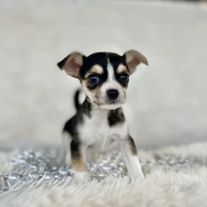Chihuahua for sale
