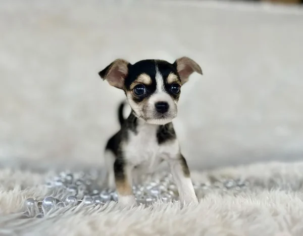 Chihuahua for sale