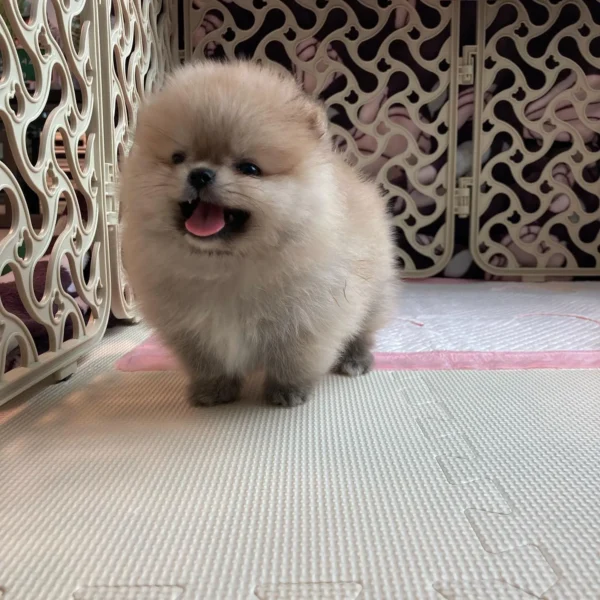 Pomeranian puppy for adoption