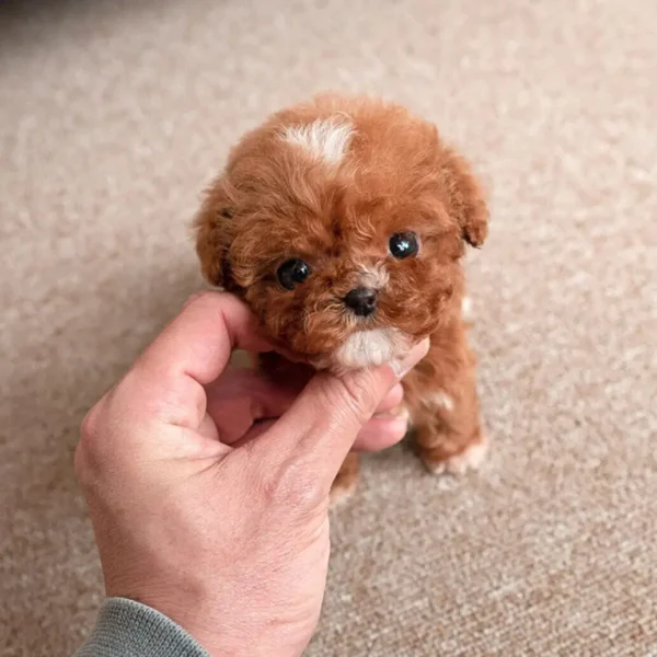 Female poodle for sale