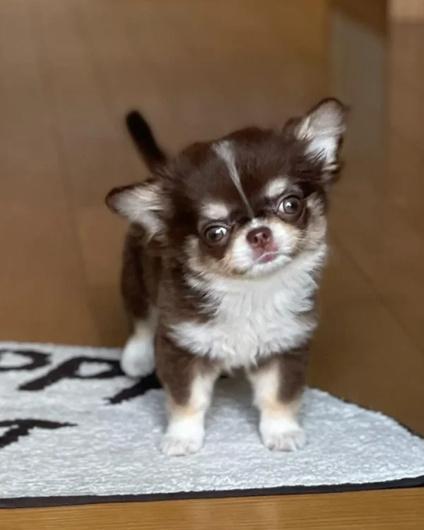 Chihuahua Breeders
