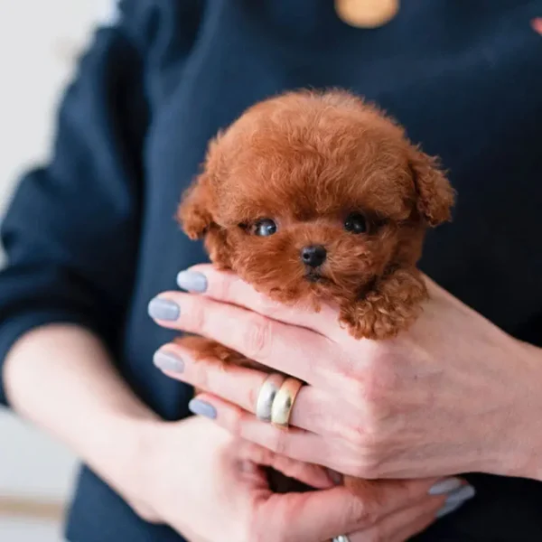 Toy Poodles puppy for adoption
