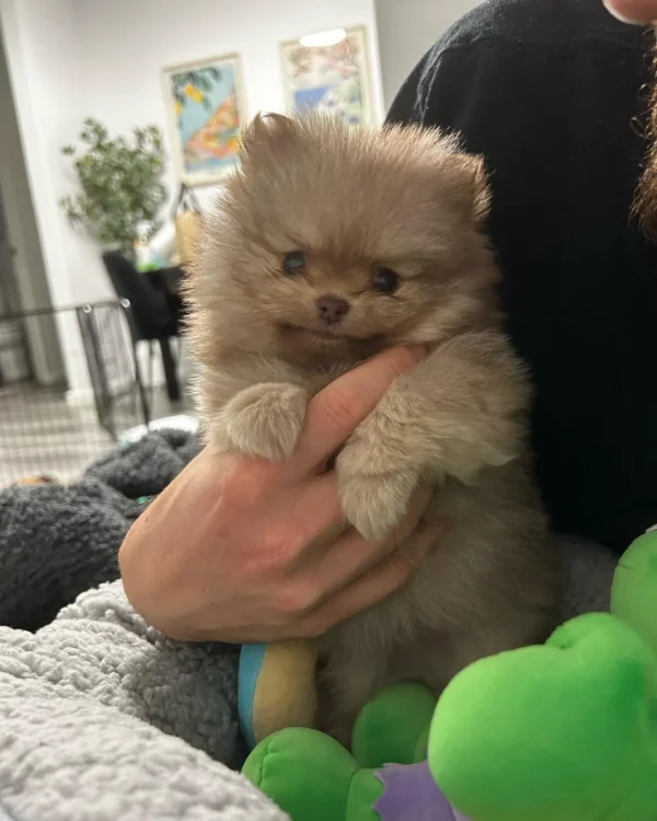 Dogs for sale