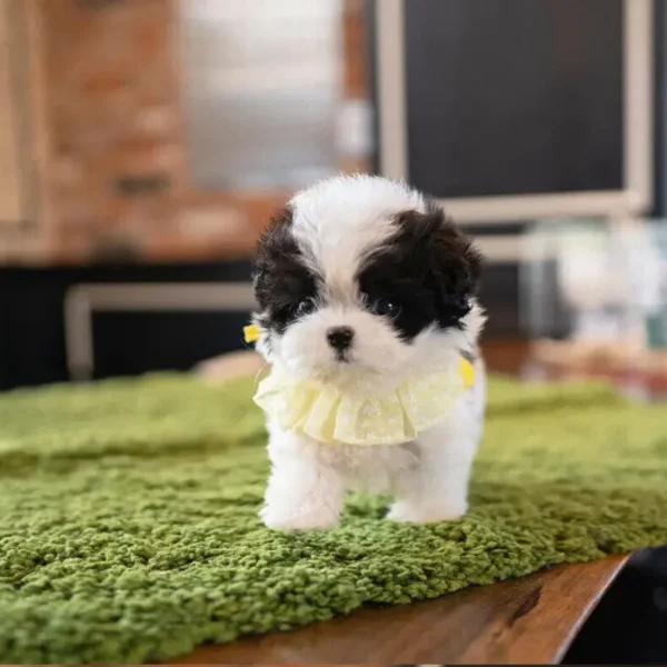 Shih Tzu Puppy for adoption