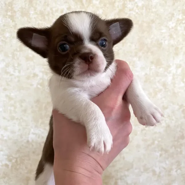chihuahua puppy for sale