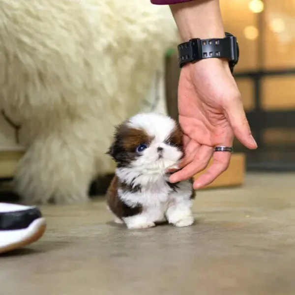 Shih Tzu Puppies for adoption