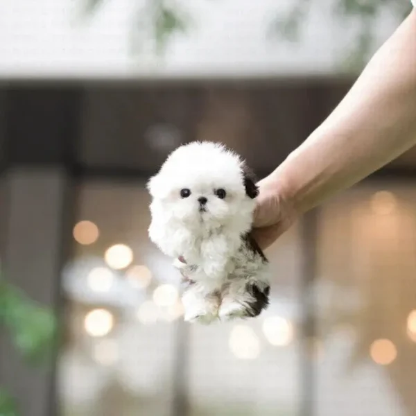 Shih Tzu Puppies for sale near me