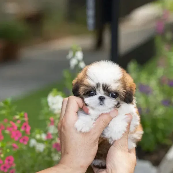Shih Tzu puppies