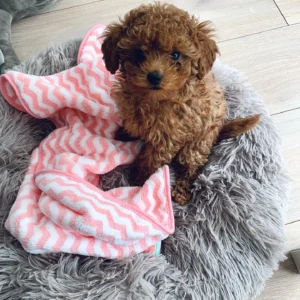 Toy Poodles for sale