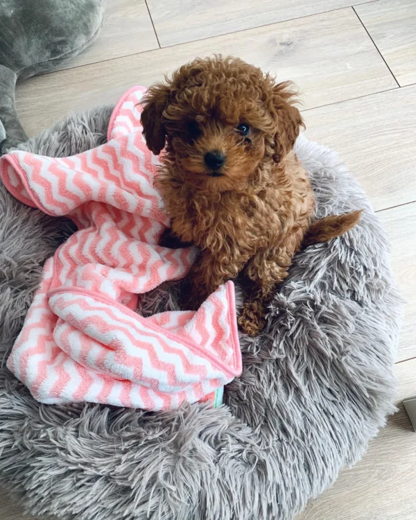 Toy Poodles for sale