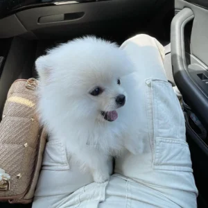 Pomeranian Puppies For sale