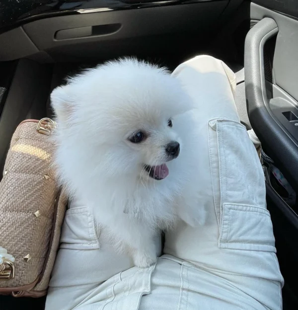 Pomeranian Puppies For sale