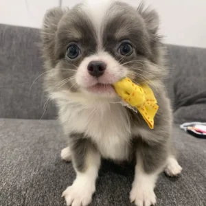 Adopt Chihuahua puppies