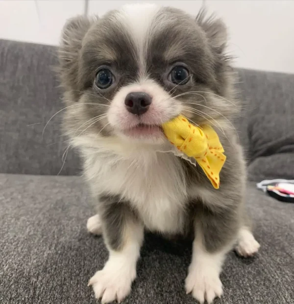Adopt Chihuahua puppies