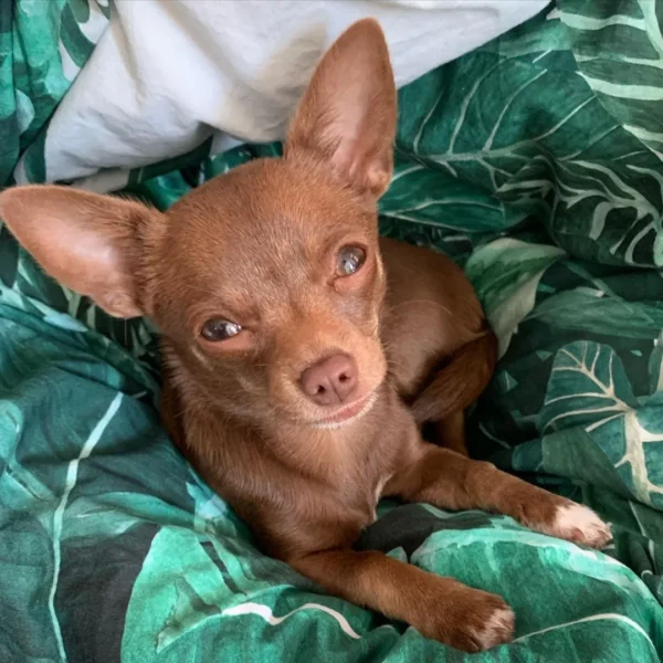 Puppies for sale