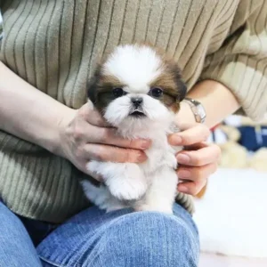 Shih Tzu puppies for sale
