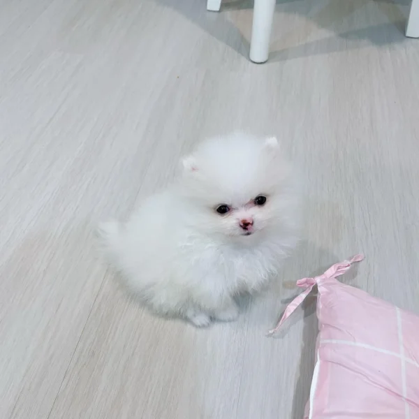 Female Pomeranian For Sale