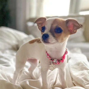 Chihuahua puppies near me for sale