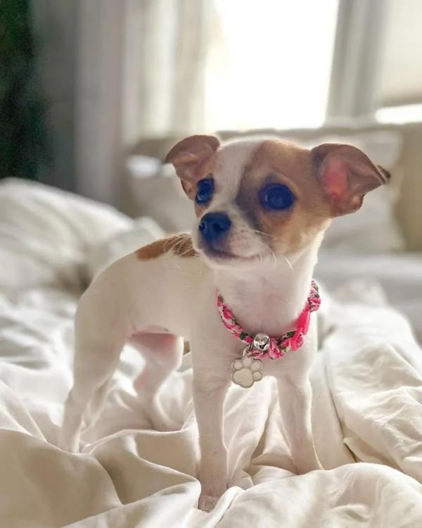 Chihuahua puppies near me for sale