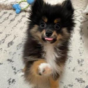 Male Pomeranian Puppies for sale