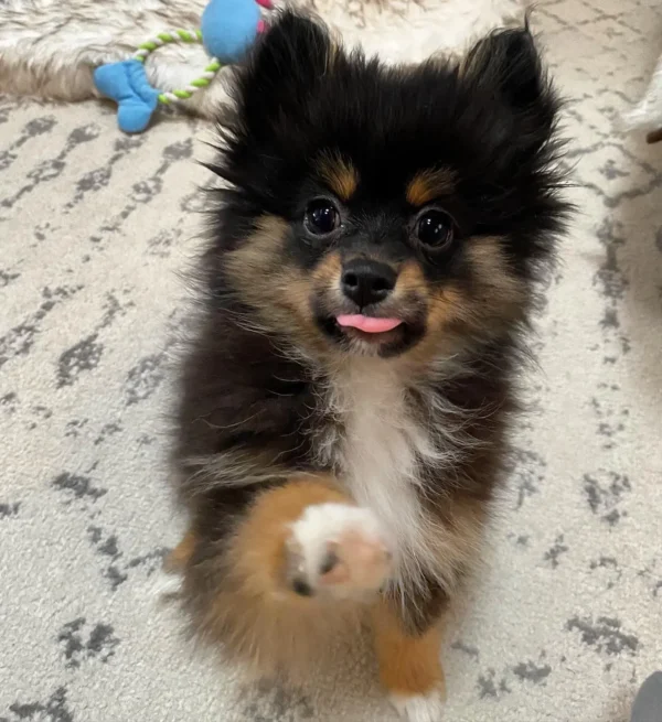Male Pomeranian Puppies for sale