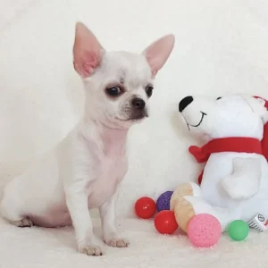 Chihuahua dogs for sale