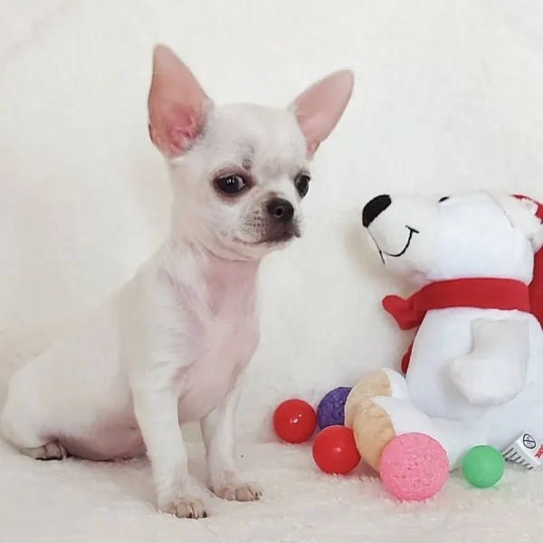 Chihuahua dogs for sale