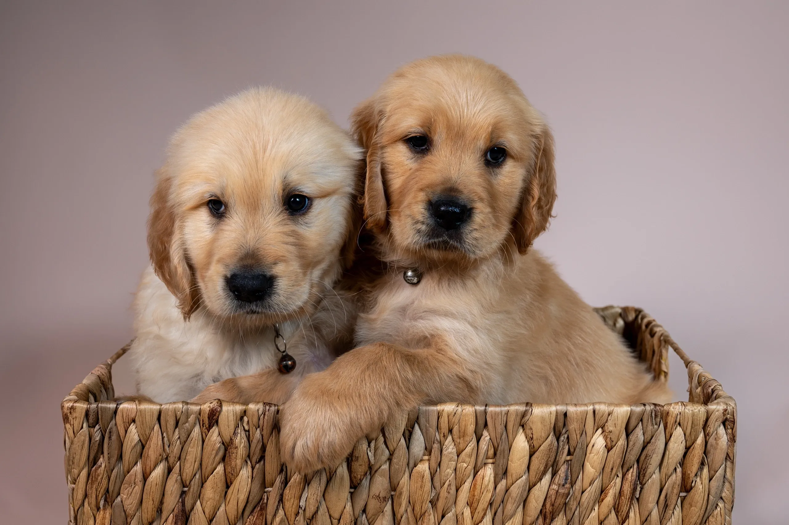 About Wag Wonder Pup